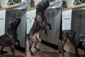 Dog Busts Out Banana Dance in Exchange for a Little Snack in Cute Video