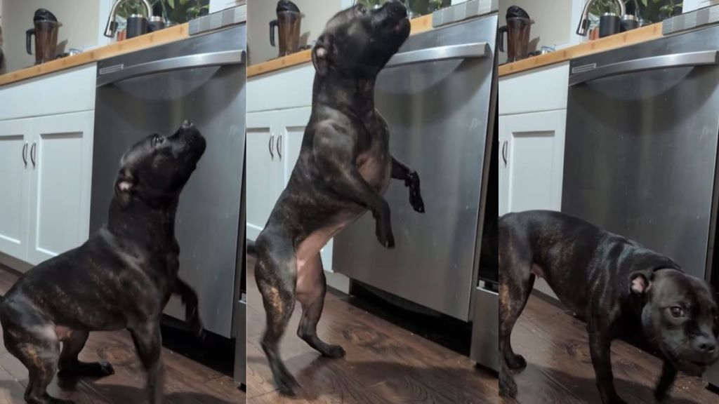 Dog Busts Out Banana Dance in Exchange for a Little Snack in Cute Video