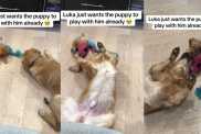 Video: Golden Retriever Waits (Im)Patiently for Puppy To Play