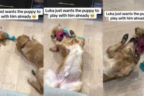 Video: Golden Retriever Waits (Im)Patiently for Puppy To Play