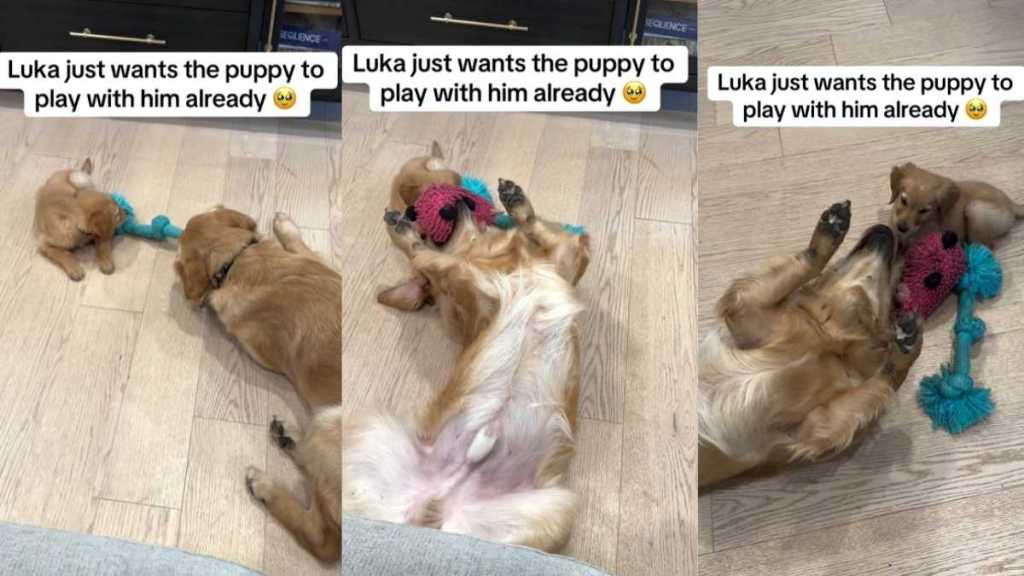 Video: Golden Retriever Waits (Im)Patiently for Puppy To Play