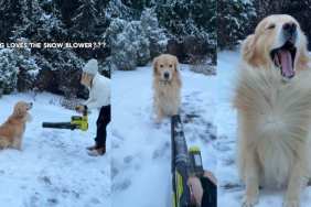 Golden Retriever’s Favorite Thing Has To Do With a Snow Blower