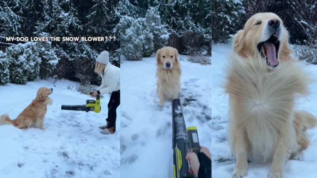 Golden Retriever’s Favorite Thing Has To Do With a Snow Blower