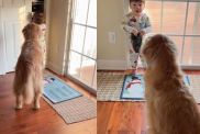 Golden Retriever & Tiny Human Communicate About Treats in Cute Video