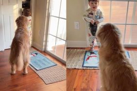 Golden Retriever & Tiny Human Communicate About Treats in Cute Video