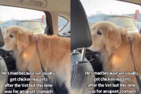 Video: Golden Retriever Has a Meltdown After Being Denied Chicken Nuggets