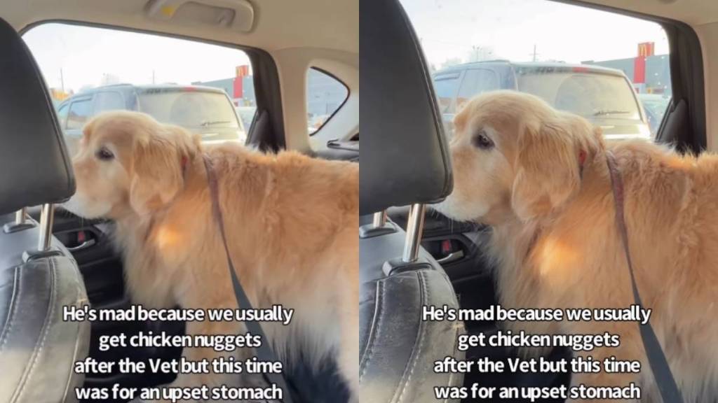 Video: Golden Retriever Has a Meltdown After Being Denied Chicken Nuggets