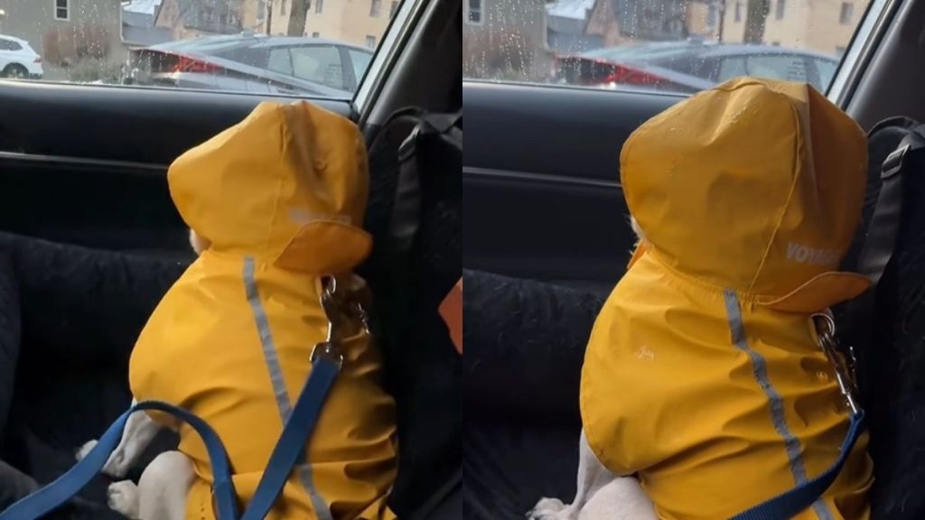 Video: Pug Shows He's Upset at Owner With One Funny Move