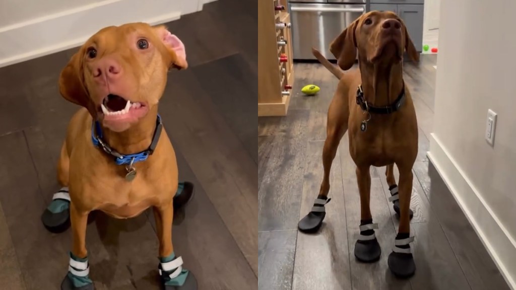 Video: Vizsla Is Overly Excited About Her 'Outdoor Feet'