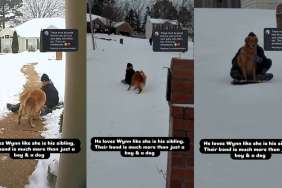 Video Shows Golden Retriever Bonding With Neighborhood Kids While Sledding