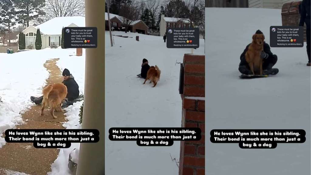 Video Shows Golden Retriever Bonding With Neighborhood Kids While Sledding