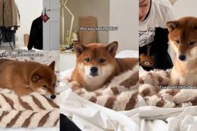 Video: Dog Reacts as Parents Make the Bed While He’s Relaxing on It