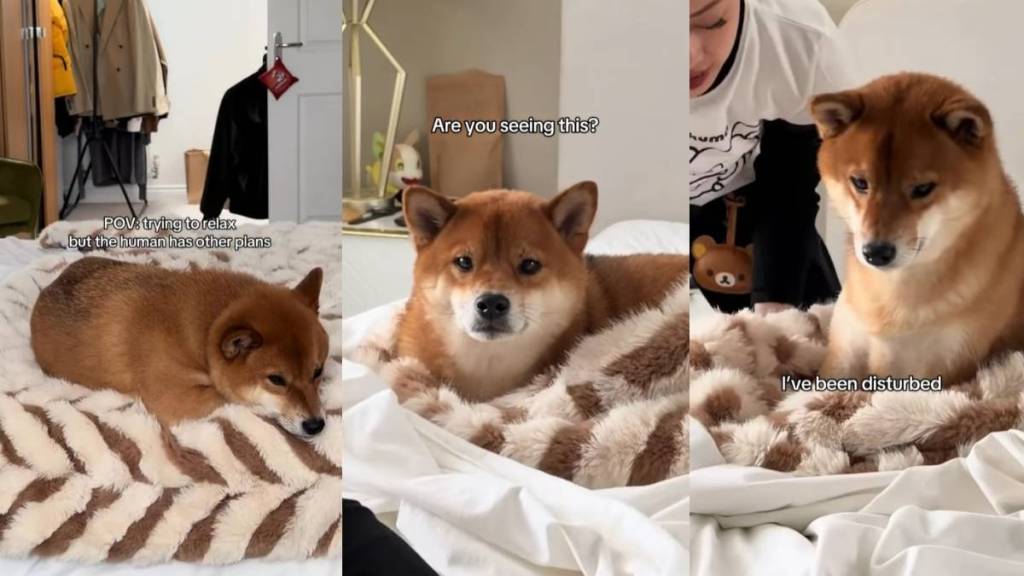 Video: Dog Reacts as Parents Make the Bed While He’s Relaxing on It