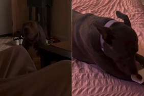 Dog Is Just a ‘Girl’ Showing off Her Bone in Adorable Video