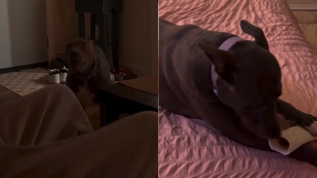 Dog Is Just a ‘Girl’ Showing off Her Bone in Adorable Video