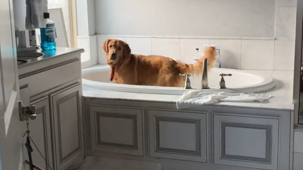 Video: Owner Wakes up To Realize Dog Made His Own Bath
