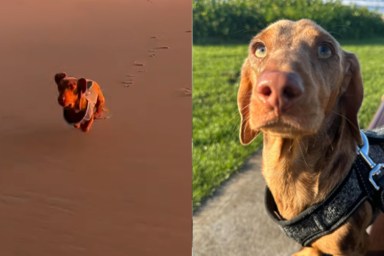 Video: Dog Activates 'Sports Mode' at the Beach