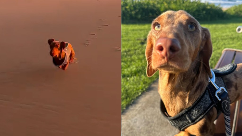 Video: Dog Activates 'Sports Mode' at the Beach