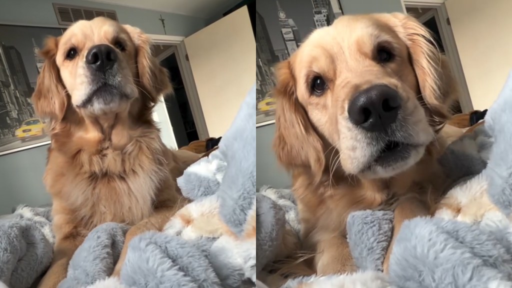 Video: Golden Retriever’s Morning Chat With Mom Melts Hearts