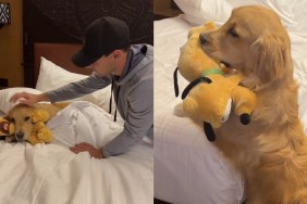 Video: Golden Retriever Makes Strangers Happy & Gains Fans
