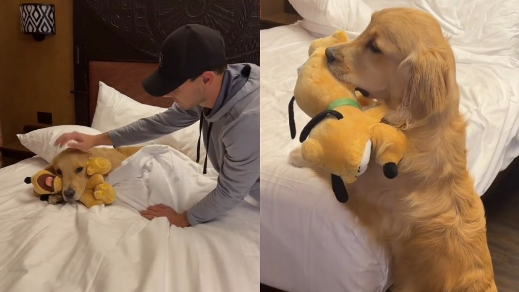 Video: Golden Retriever Makes Strangers Happy & Gains Fans