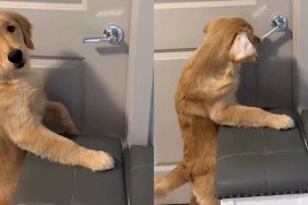 Video Shows What Happens After Golden Retriever Puppy Learns to Open Doors