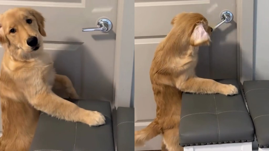 Video Shows What Happens After Golden Retriever Puppy Learns to Open Doors