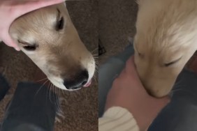 Golden Retriever Pup Goes Viral for 'Post Nap Seal' Look
