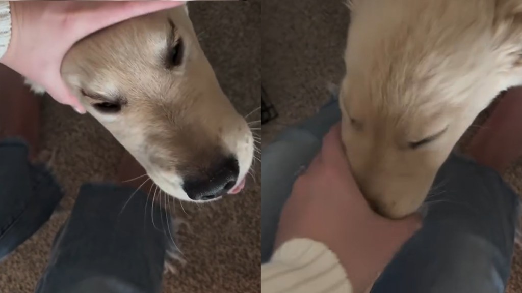 Golden Retriever Pup Goes Viral for 'Post Nap Seal' Look