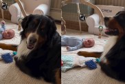 Dog Becomes Little Baby’s Most Gentle Companion in Heartwarming Video