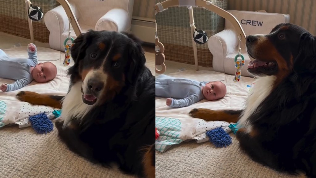Dog Becomes Little Baby’s Most Gentle Companion in Heartwarming Video