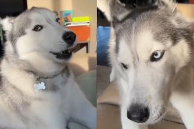 Dog Exhibits 'Teenage Angst' in Adorable Video