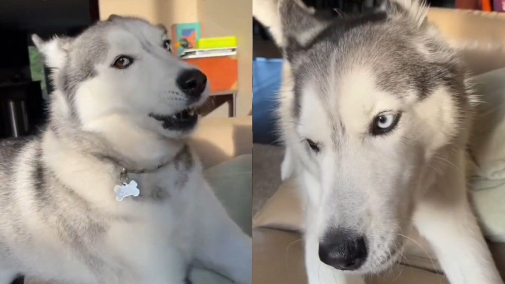 Dog Exhibits 'Teenage Angst' in Adorable Video