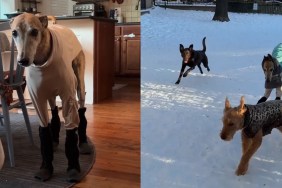 Video: Dog Feels ‘Betrayed’ About Snow Boots Mom Put on Him