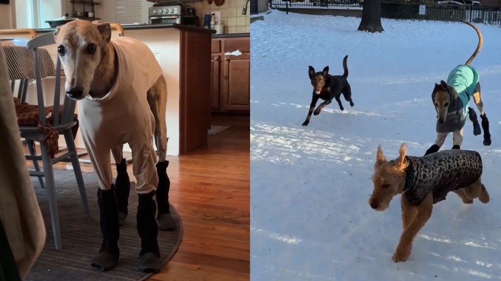 Video: Dog Feels ‘Betrayed’ About Snow Boots Mom Put on Him