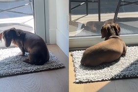 Dog Does This After His Daily Sun Spot in the House Finally Becomes Accessible