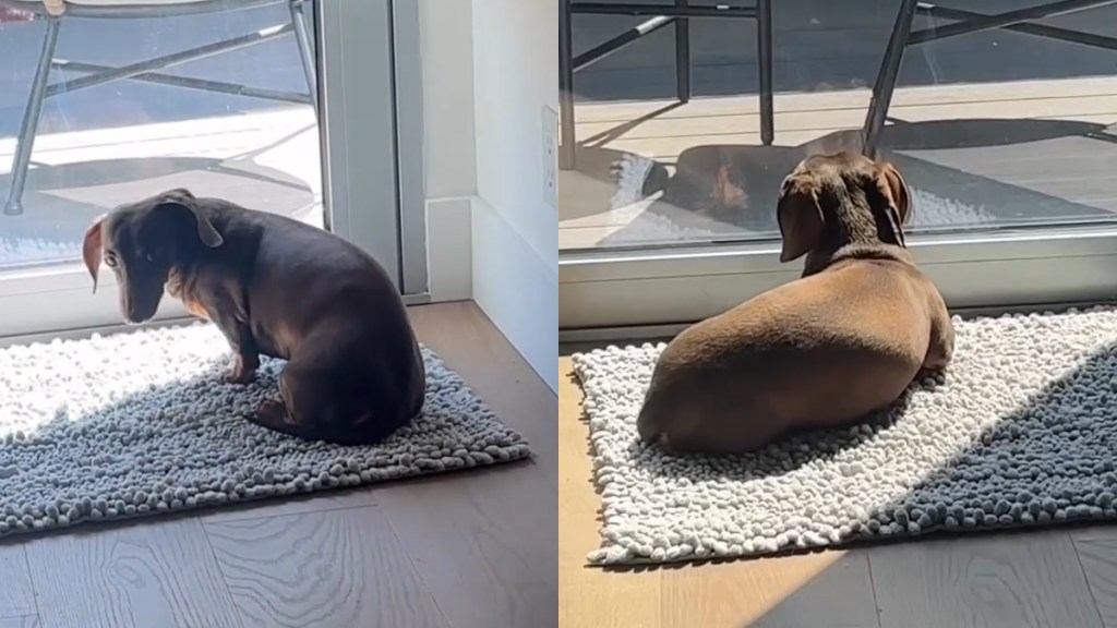 Dog Does This After His Daily Sun Spot in the House Finally Becomes Accessible
