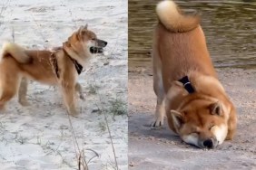 Video: Dog Discovers Sand, Water & Freedom in One Afternoon