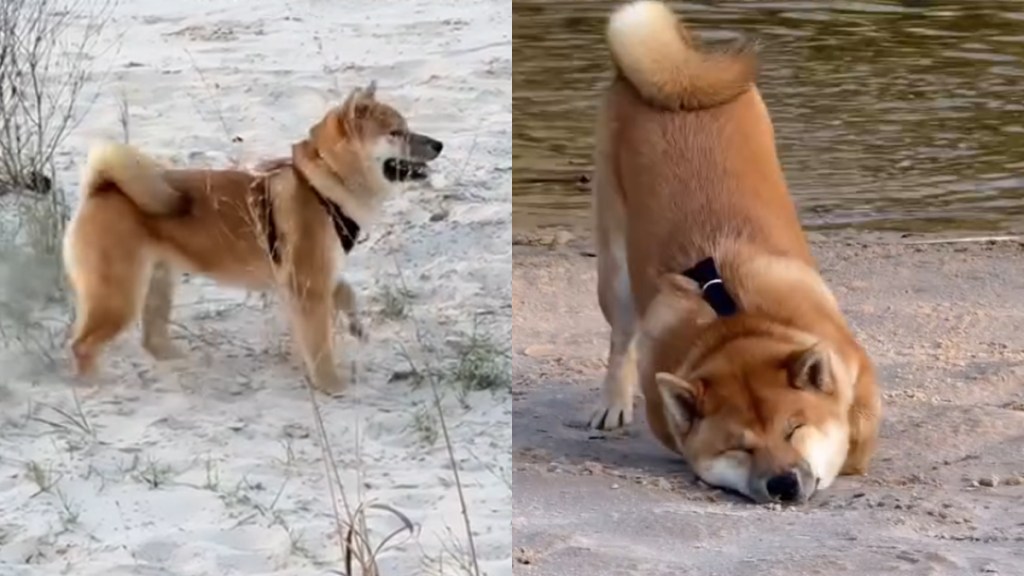 Video: Dog Discovers Sand, Water & Freedom in One Afternoon