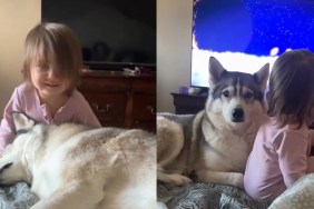 Video: Dog Wants Nothing More Than to Spend Time With the Toddler