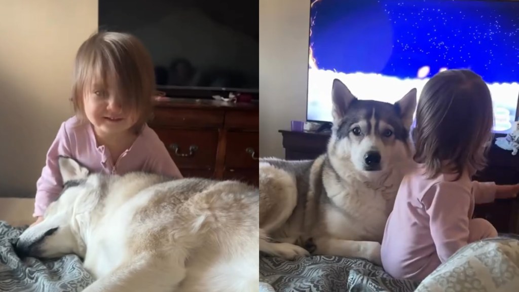 Video: Dog Wants Nothing More Than to Spend Time With the Toddler