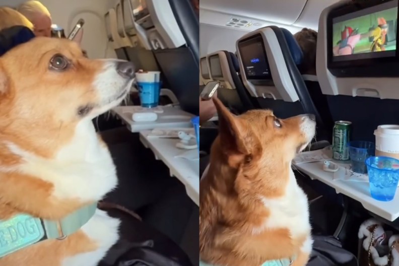 Service Dog Enjoys In-Flight Entertainment in Viral Video
