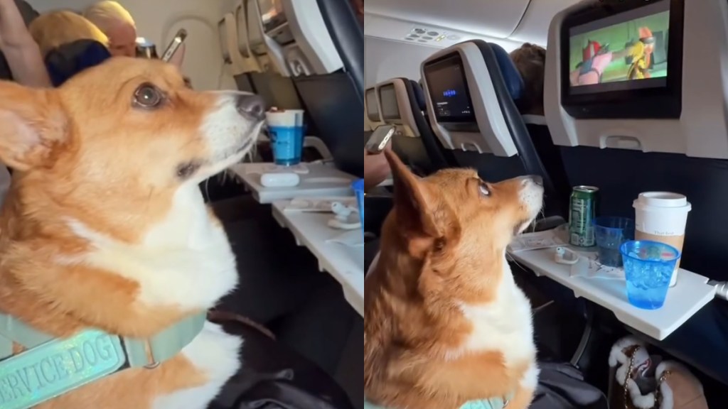Service Dog Enjoys In-Flight Entertainment in Viral Video