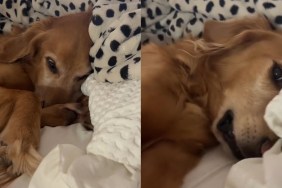 Video Shows What It's Like to Get a Golden Retriever Out of Bed