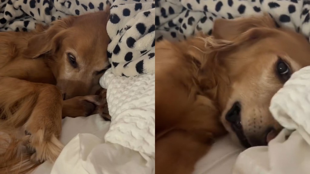 Video Shows What It's Like to Get a Golden Retriever Out of Bed