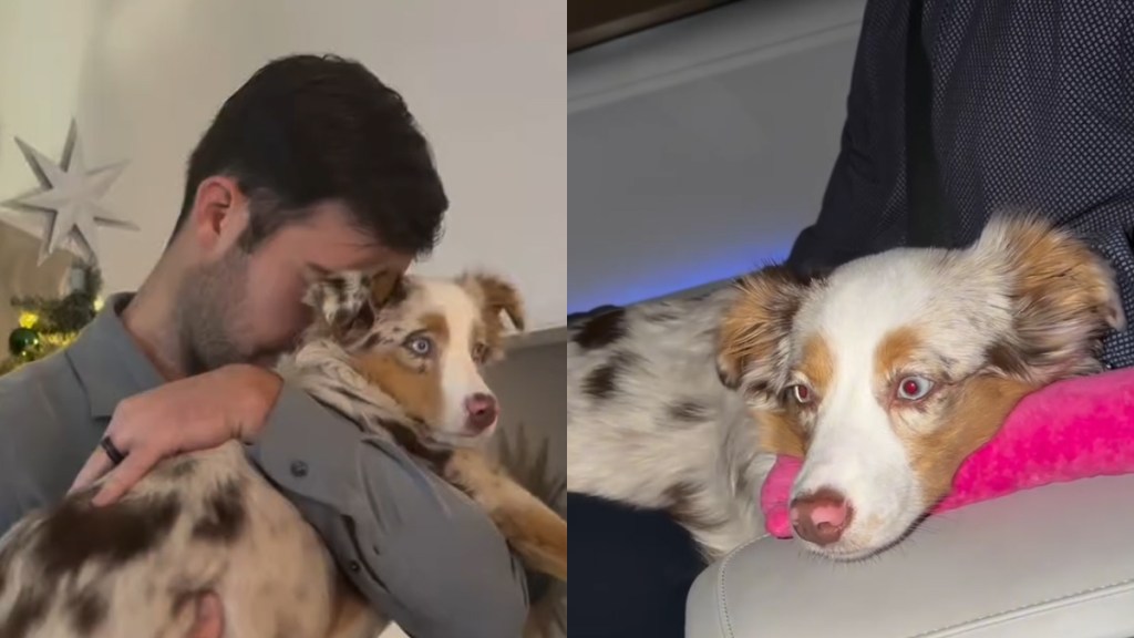 Video Shows This Dog’s Very Specific Needs & Habits