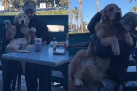 Video: Golden Retrievers Get Endless Cuddles From Total Strangers