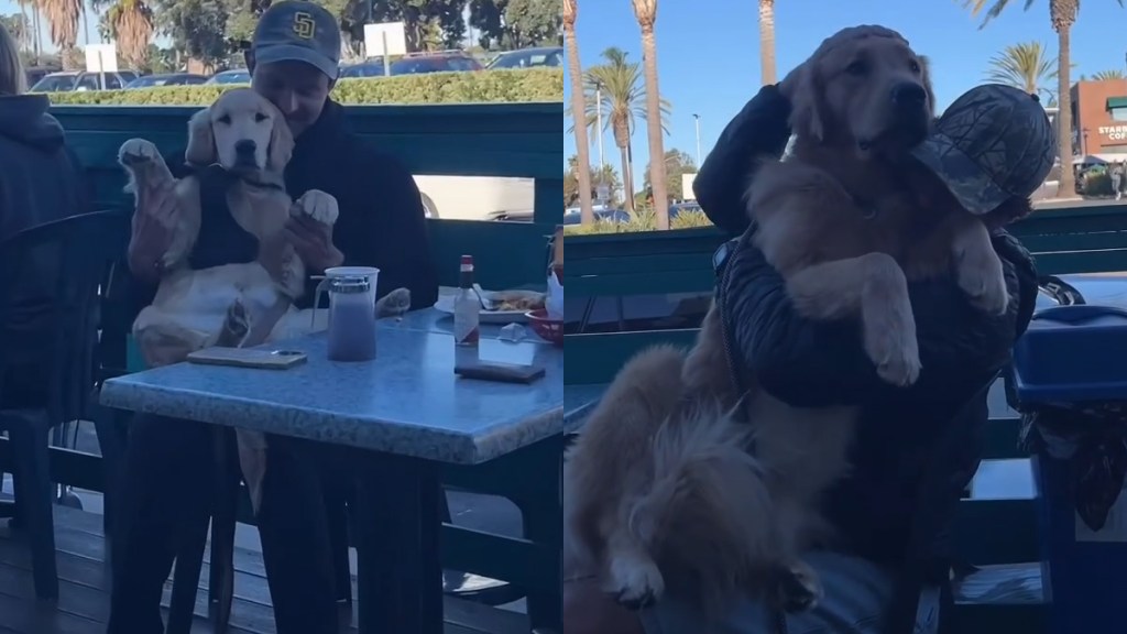 Video: Golden Retrievers Get Endless Cuddles From Total Strangers