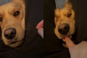 Video Shows Golden Retriever Vicious Attack Turning Into Cute Kisses