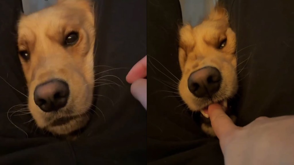 Video Shows Golden Retriever Vicious Attack Turning Into Cute Kisses